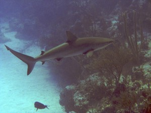 shark_flickr_Fordan